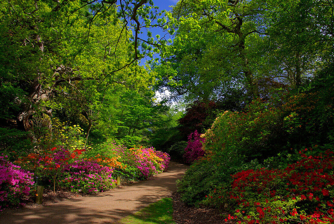 Valley Gardens in spring, Virginia Water, Surrey, UK - England