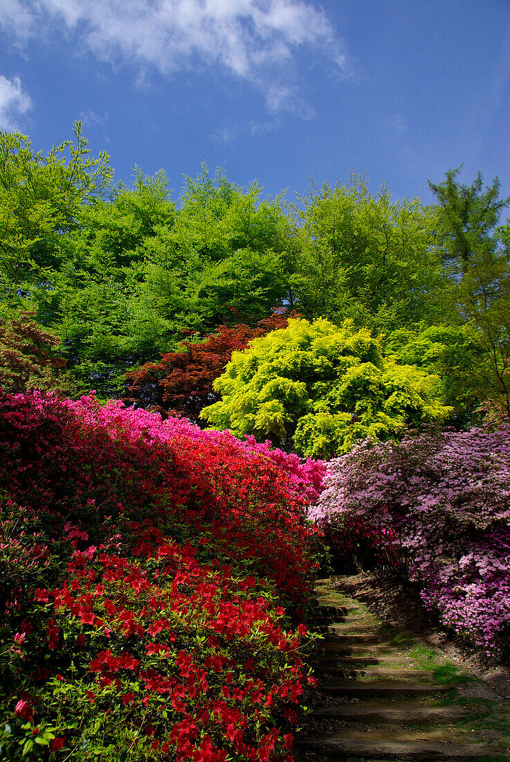 Valley Gardens in spring, Virginia Water, Surrey, UK - England