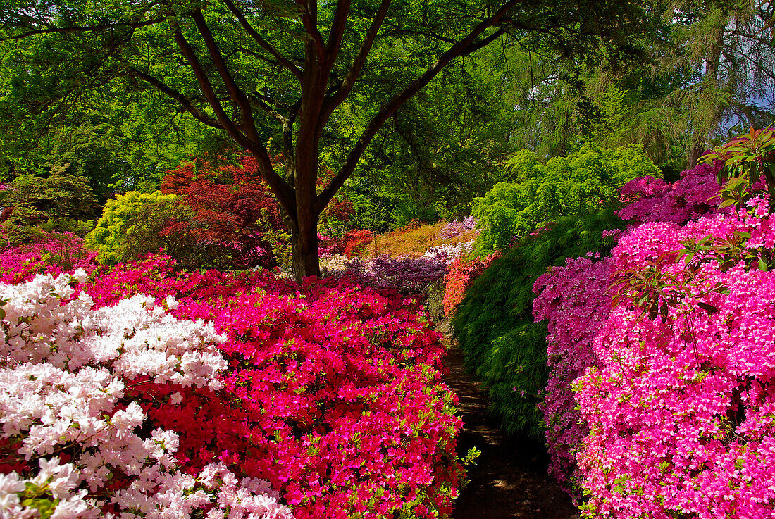 Valley Gardens in spring, Virginia Water, Surrey, UK - England