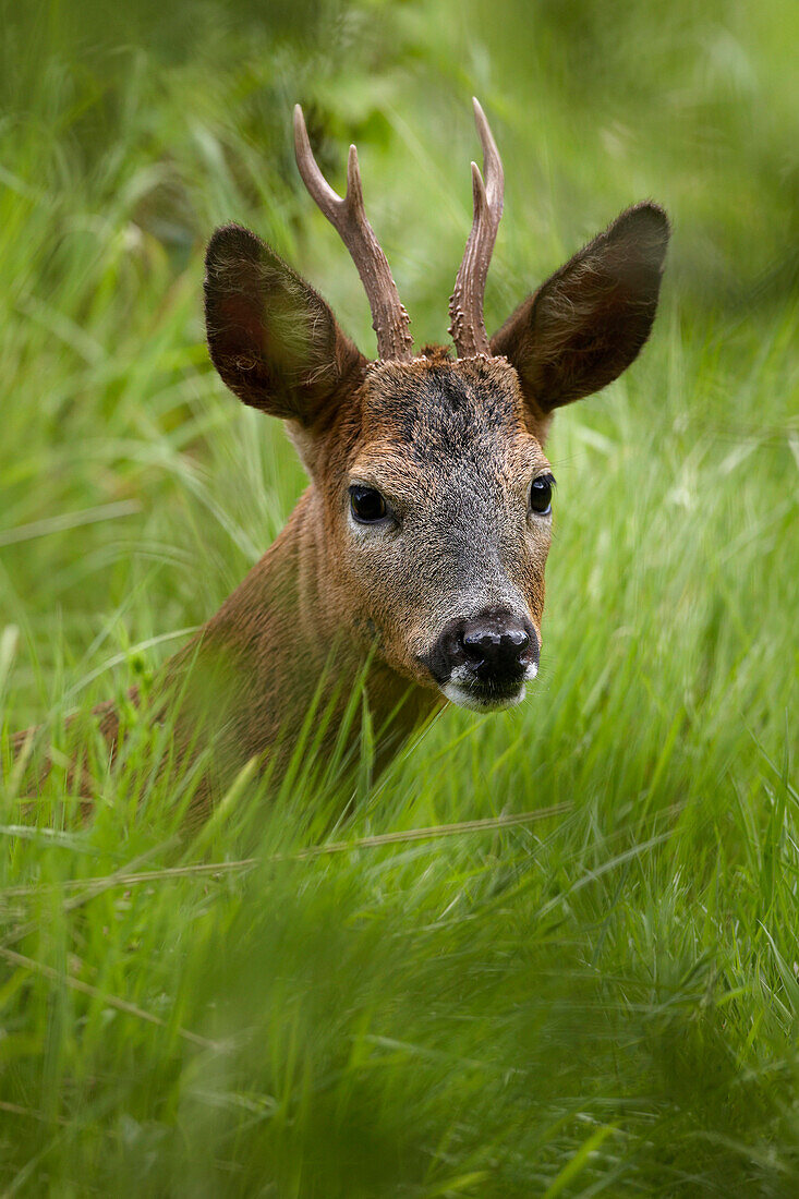 Roe Deer, Guildford, Surrey, UK - England