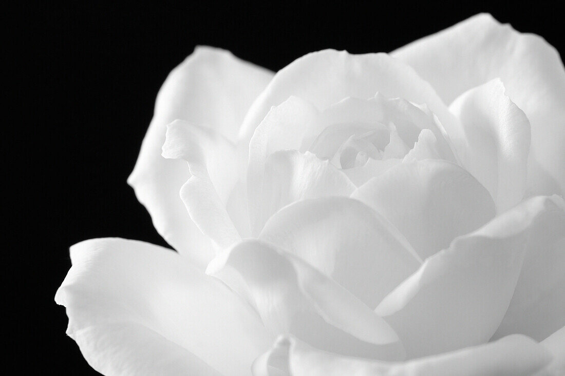 Close up of White Rose, Elstead, Surrey, UK - England