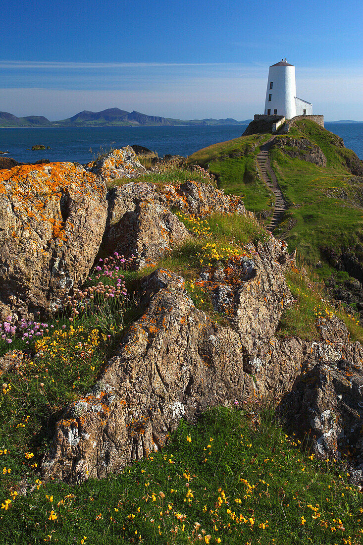 View of twr mawr lighthouse in springtime, Llandwyn Island, Anglesey, UK - Wales