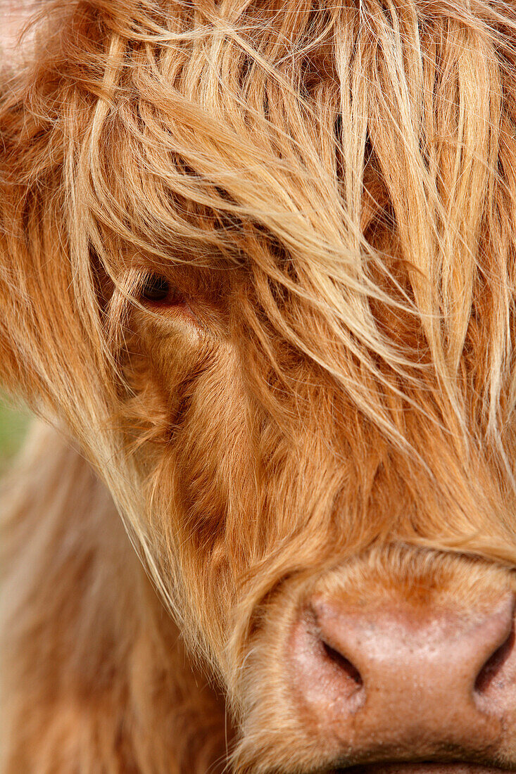 Highland Cattle, Ambleside, Cumbria, UK - England