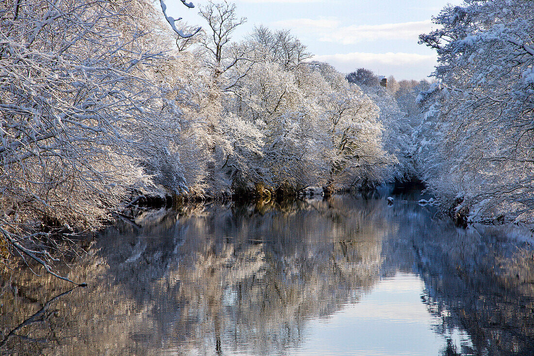 Trees and reflections in River Nidd in winter, Knaresborough, Yorkshire, UK - England