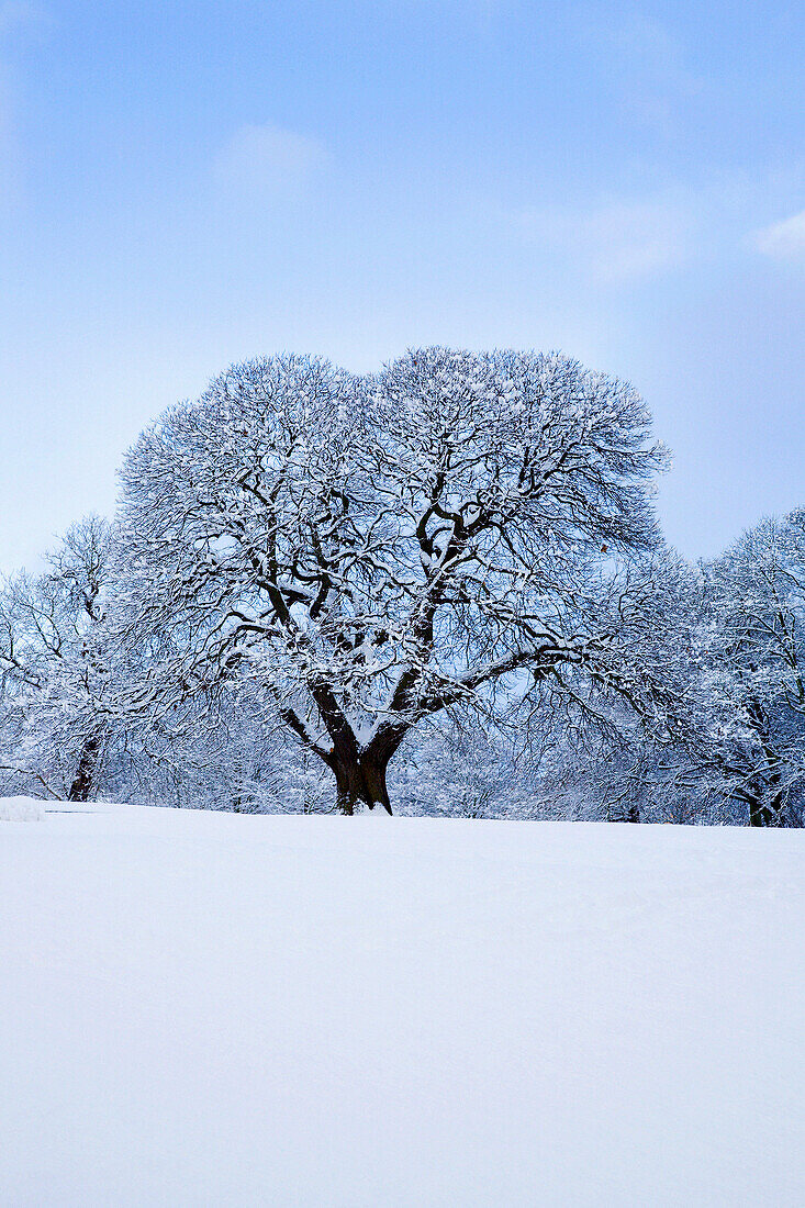 Tree in winter, Knaresborough, Yorkshire, UK - England