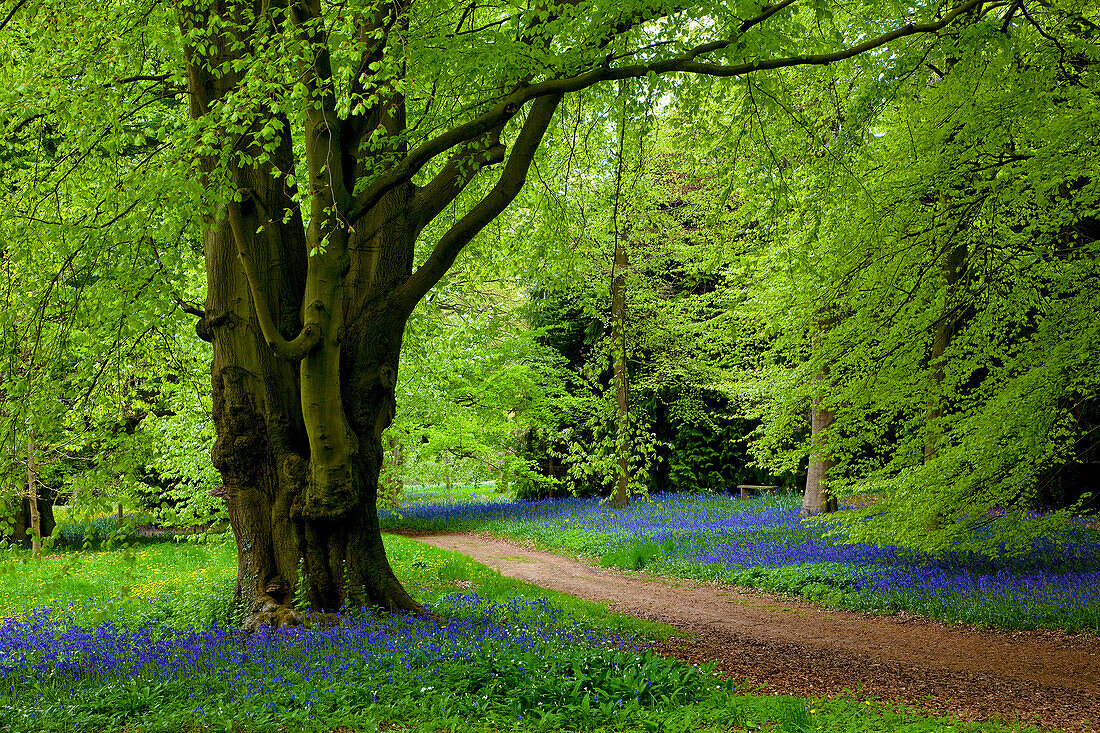 Bluebell time at Thorp Perrow Arboretum near Bedale, Bedale, Yorkshire, UK - England