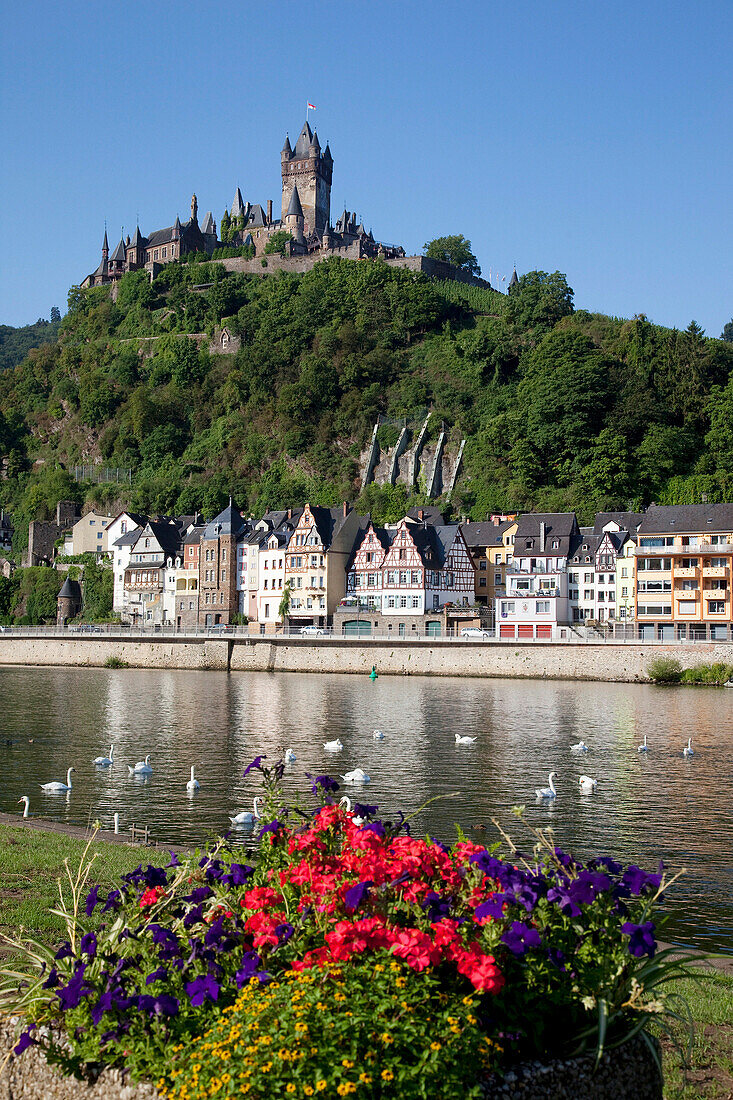 Cochem Castle Swans & River Mosel, Cochem, Rhineland-Palatinate, Germany