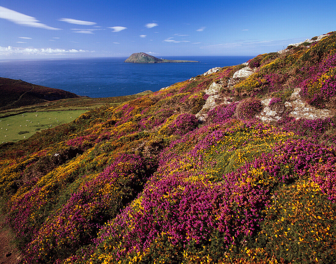 View to Bardsey Island from Mynydd Mawr, Aberdaron - near, Gwynedd, UK - Wales