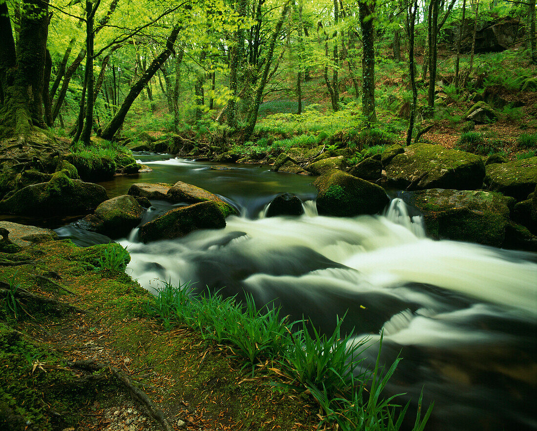 River Fowey at Golitha Falls Nature Reserve, St Neot - near, Cornwall, UK - England