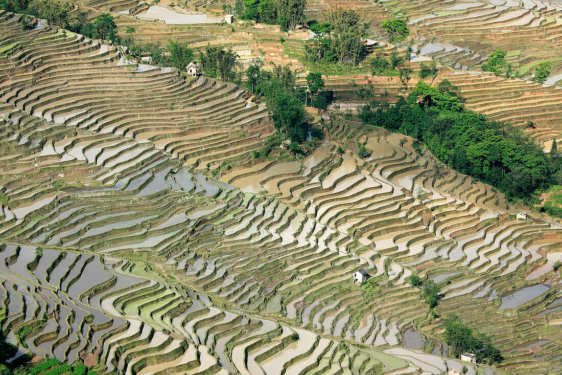 View over rice terraces, Yuanyang, China