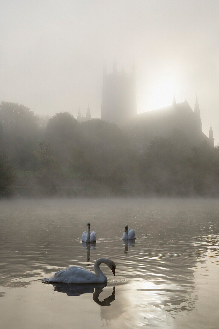 Swans on River Severn and Worcester Cathedral in mist, Worcester, Worcestershire, UK - England