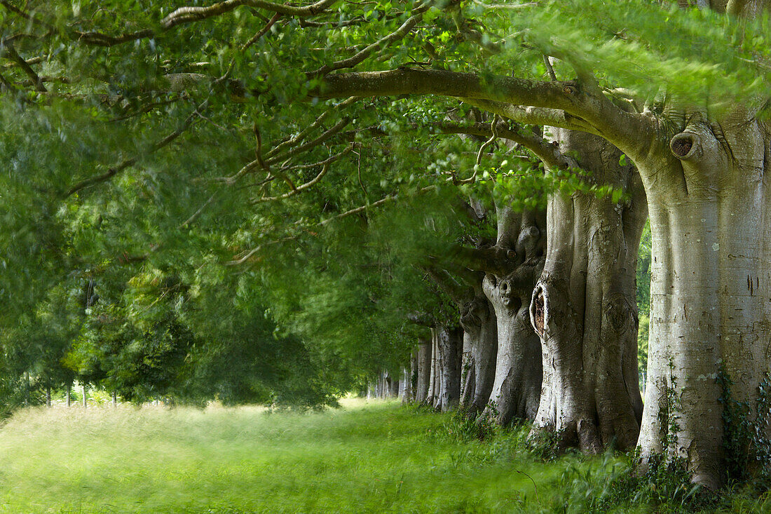 Avenue of ancient Beech trees, Kingston Lacy, Dorset, UK - England