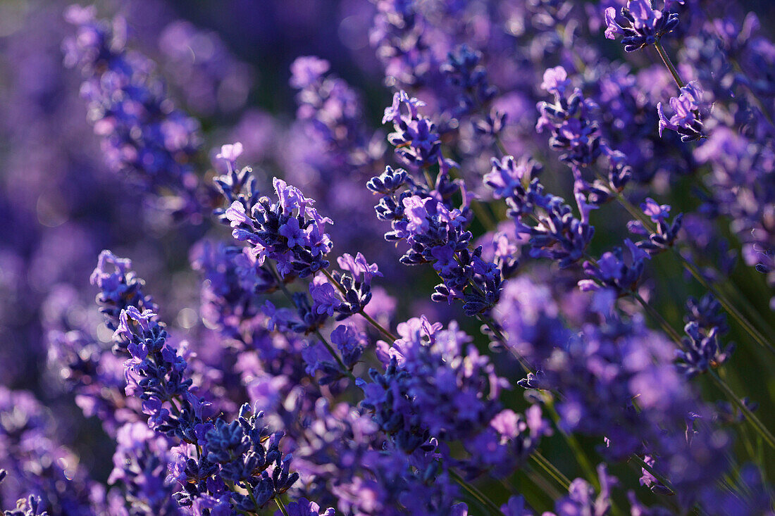Lavender flowers, Banstead, Surrey, UK - England