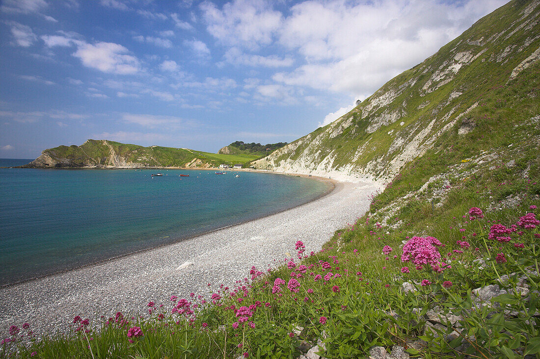 View along beach with wildflowers, Lulworth Cove, Dorset, UK - England