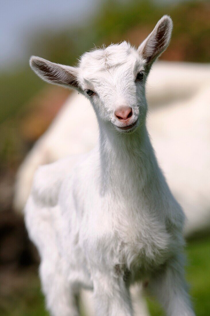 White Saannen goat kid