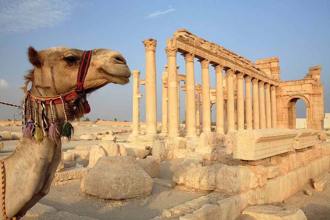 Camel at the ruins of Palmyra, Syria