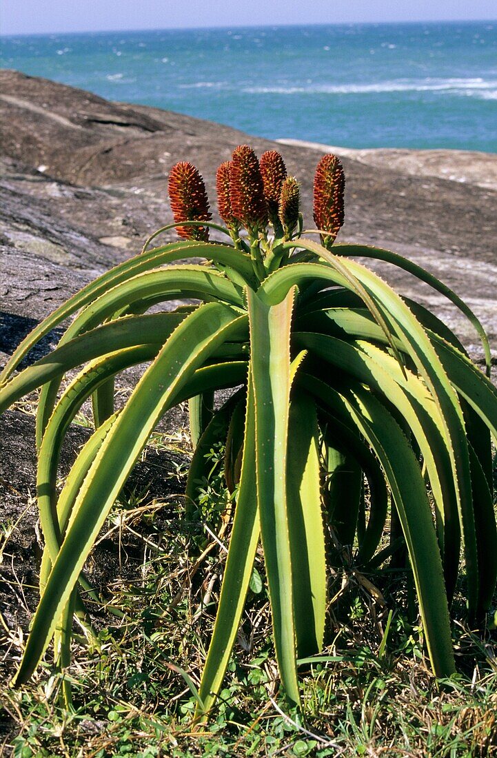 Aloe plant, Madagascar