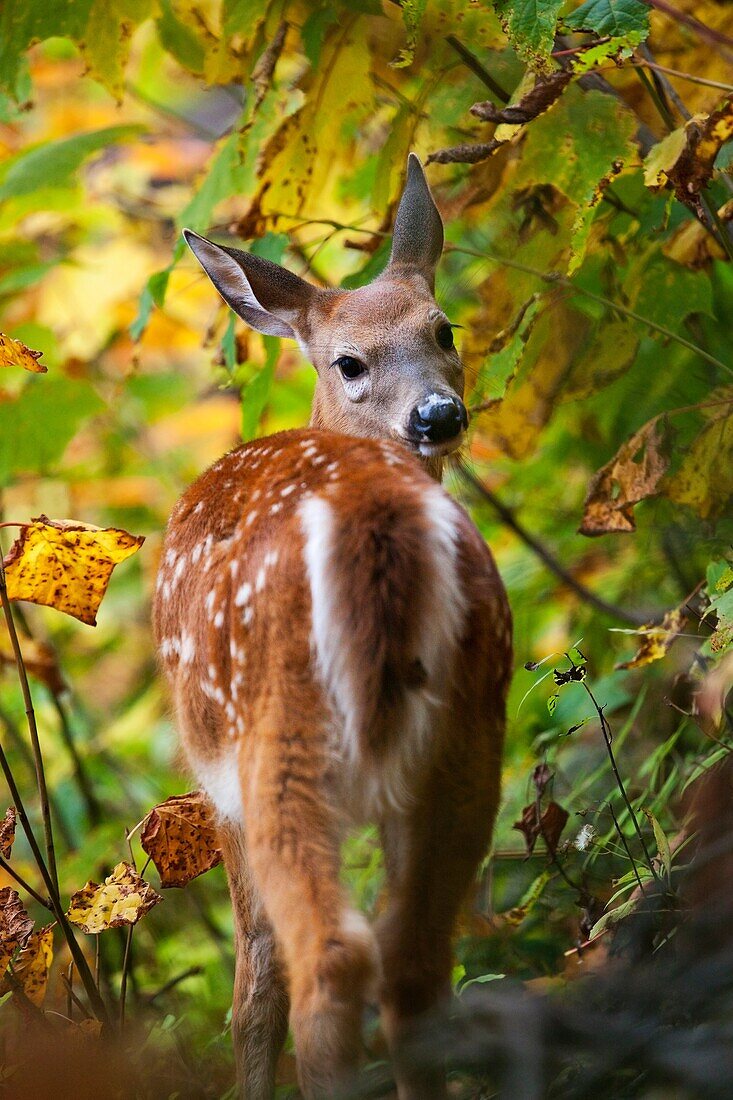 A Wild Deer in the forest