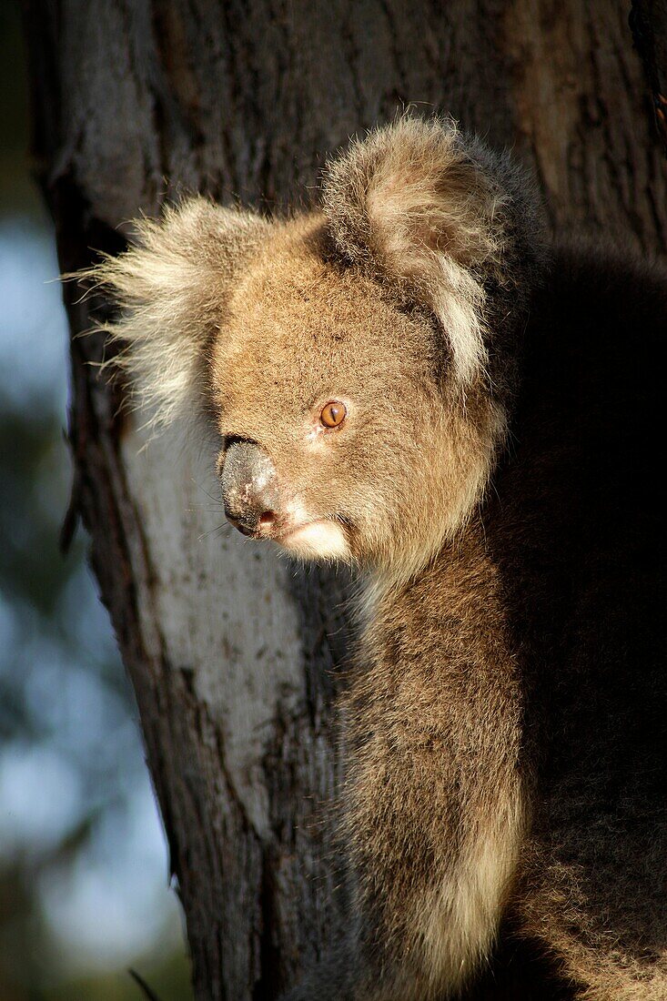 Koala Phascolarctos cinereus on Kangaroo Island, South Australia, Australia