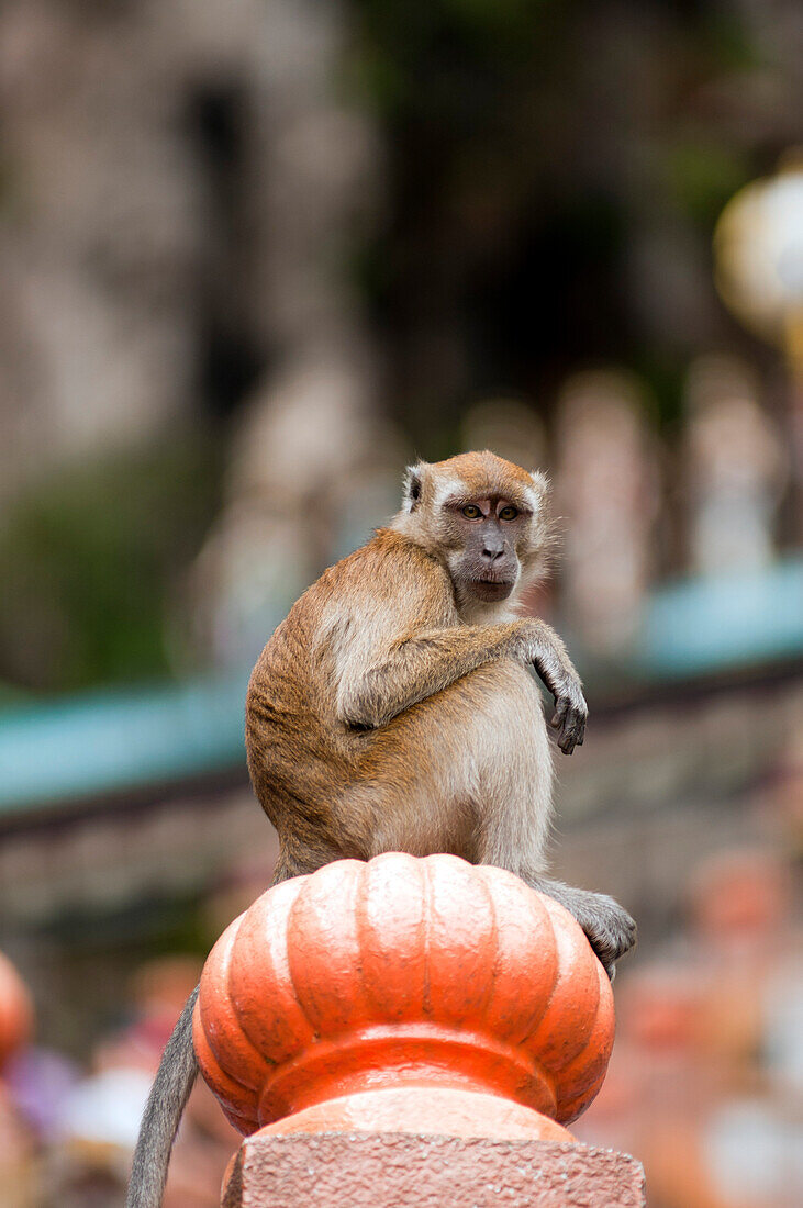 Monkey at the climb to the entrance of Batu-Caves, north von Kuala Lumpur, Malaysia, Asia
