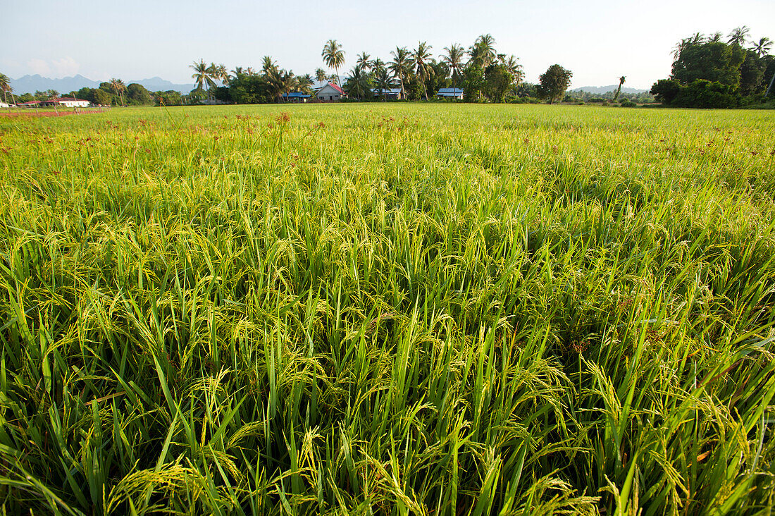 Rice paddies, Lankawi Island, Malaysia, Asia