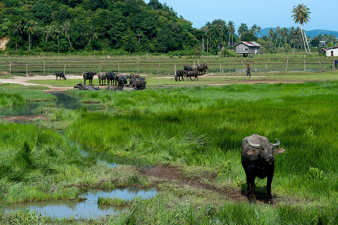 Water buffalos at a farm, Lankawi Island, Malaysia, Asia