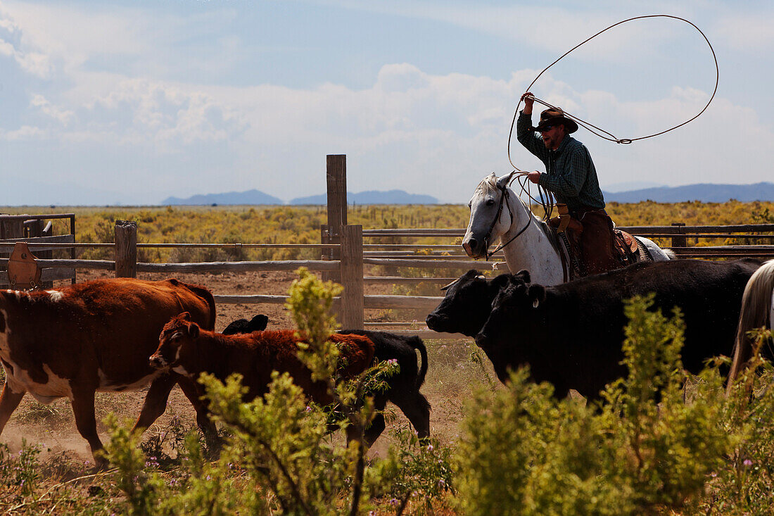 Zapata Ranch ist eine Arbeitsranch in der Touristen mitarbeiten können, Brennen der Rinder, Alamosa, Alamosa County, Colorado, USA, Nordamerika, Amerika