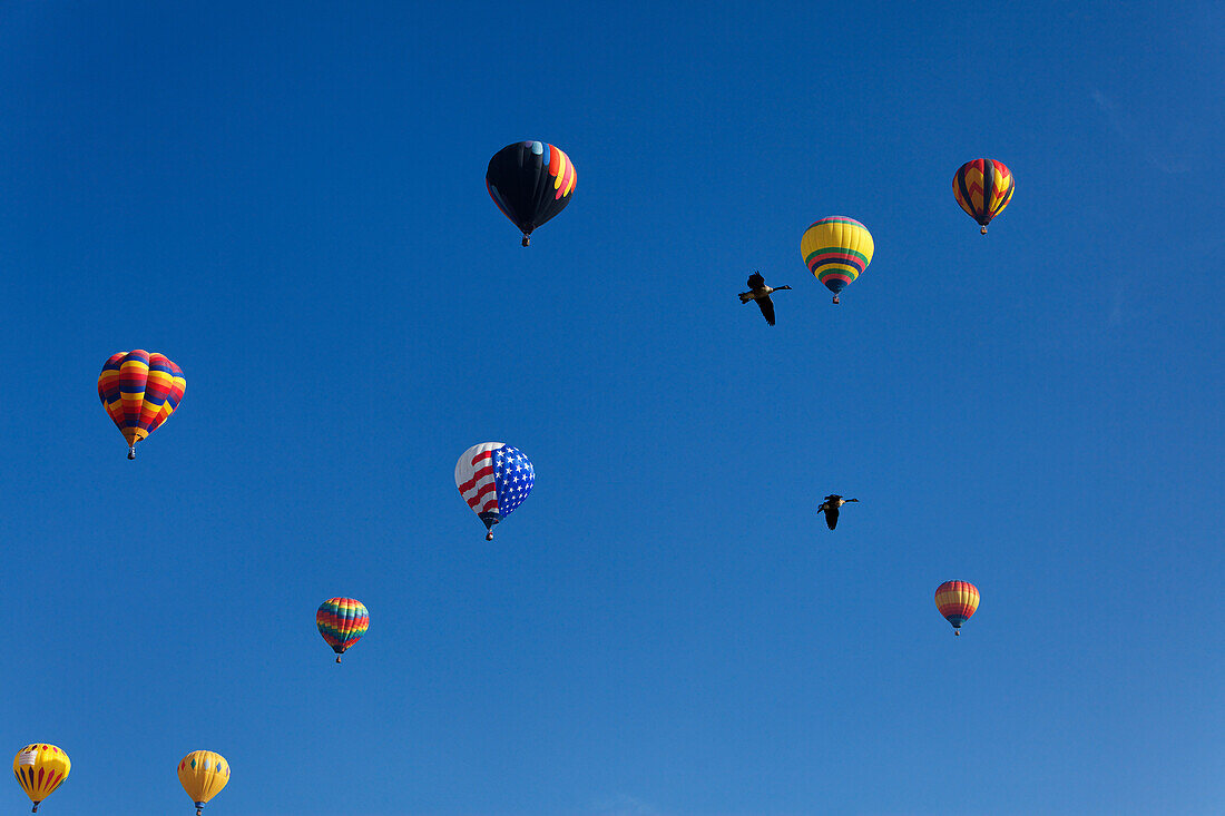 Jährliches Balloon Classic (September), Colorado Springs, Colorado, USA, Nordamerika, Amerika