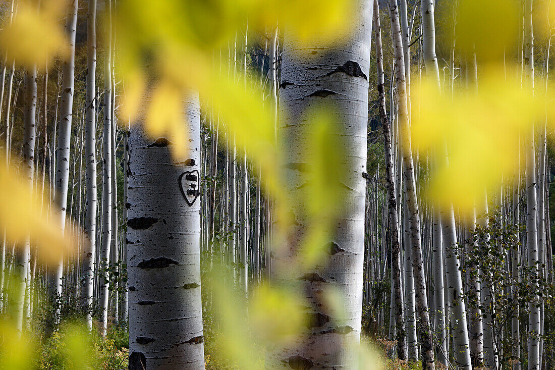 Aspen trees in Aspen, Colorado, USA, North America, America