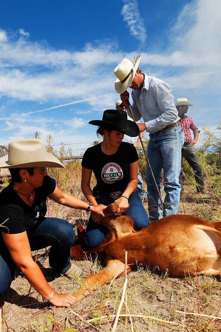 Zapata Ranch ist eine Arbeitsranch in der Touristen mitarbeiten können, Brennen der Rinder, Alamosa, Alamosa County, Colorado, USA, Nordamerika, Amerika