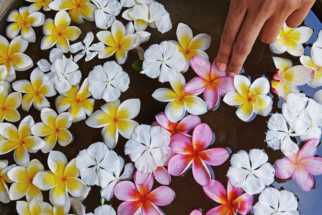 Blüten im Spa des Shanti Maurice Resort, Souillac, Mauritius, Afrika