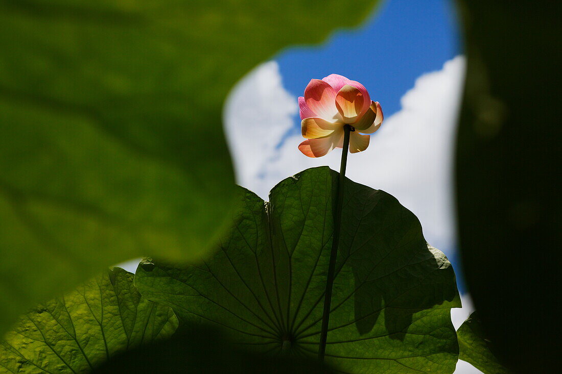 Lotus in the Botanical Garden of Pamplemousses, Mauritius, Africa