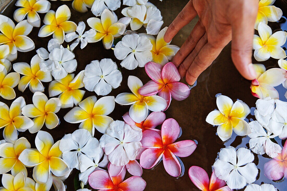 Flowers at the Spa of Shanti Maurice Resort, Souillac, Mauritius, Africa