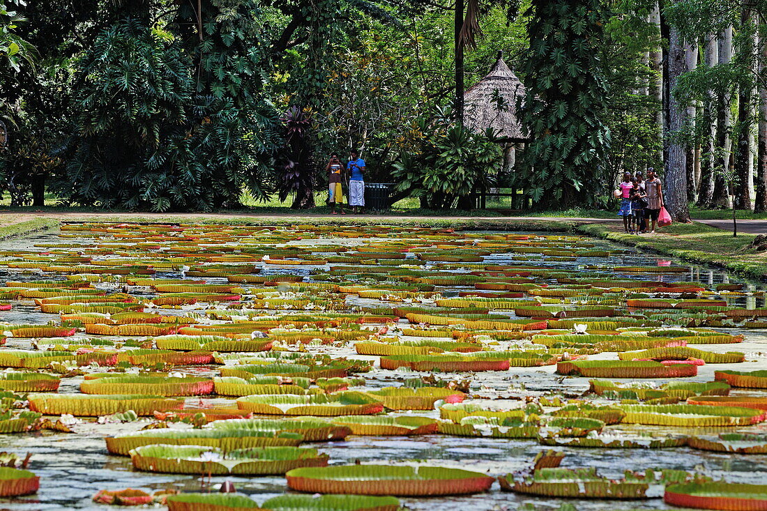 Victoria Regia water lilies in the botanical garden of Pamplemousses, Mauritius, Africa