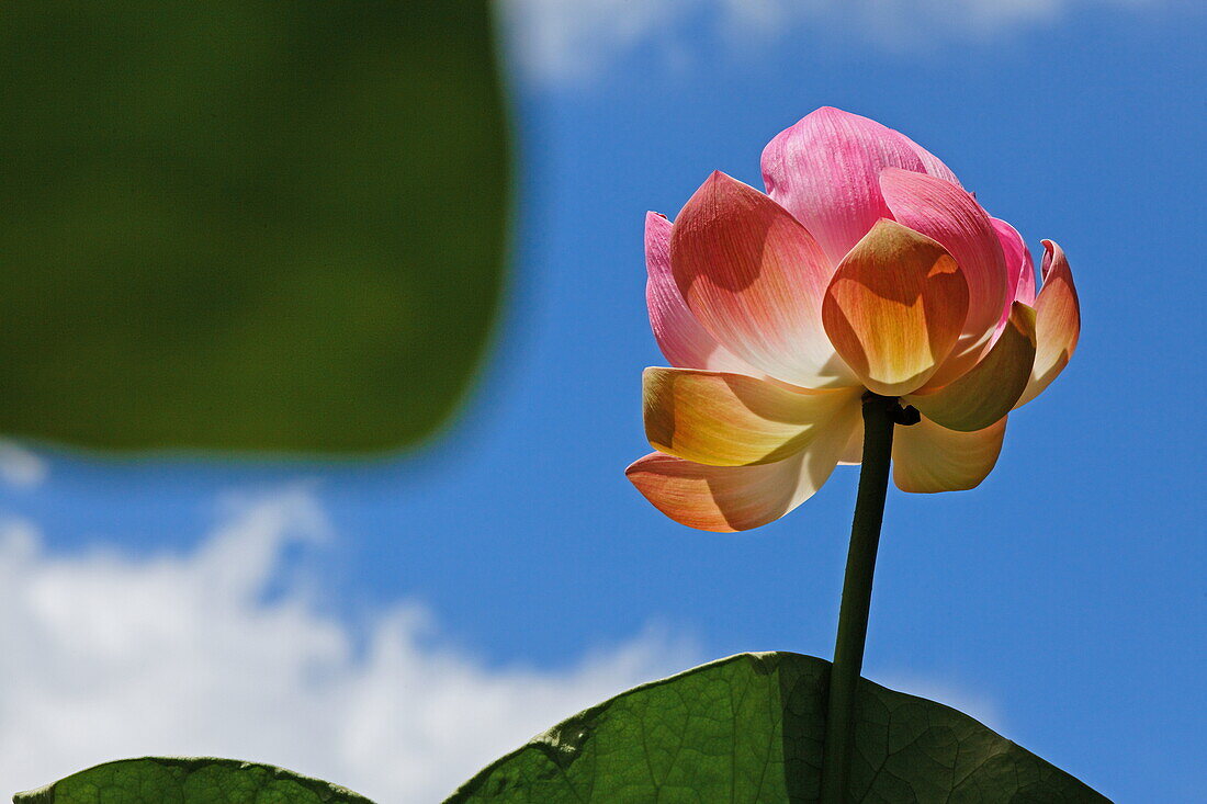 Lotusblüte im Botanischen Garten von Pamplemousses, Mauritius, Afrika