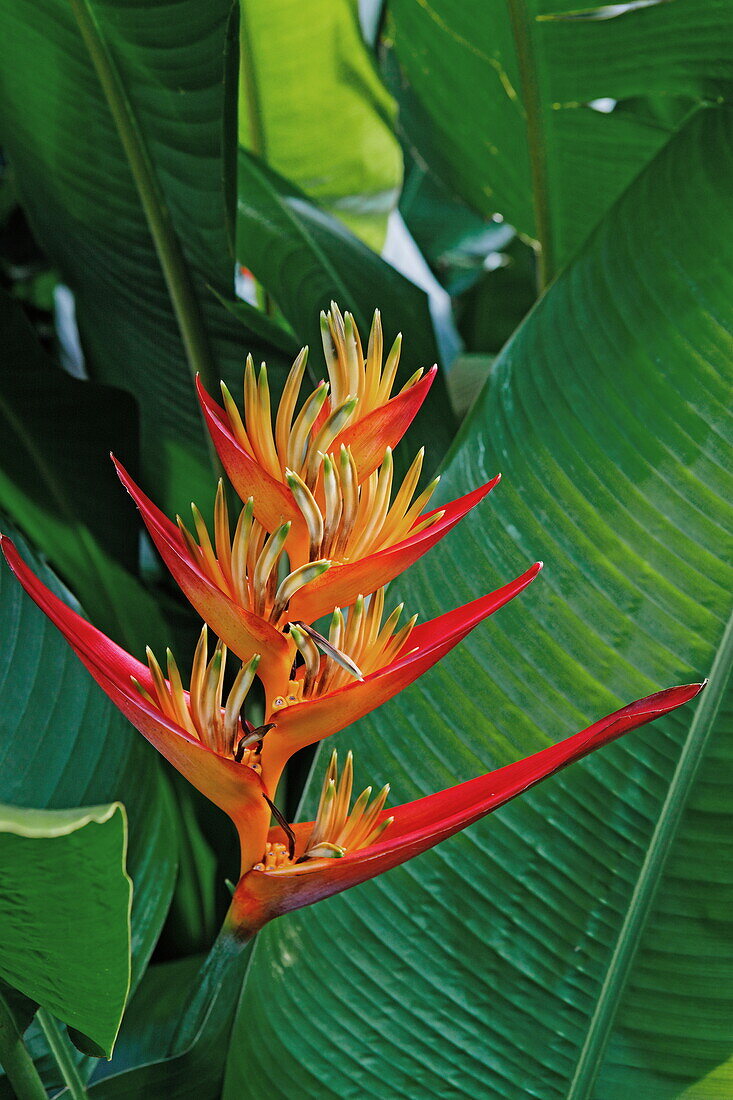 Blüte einer Helikonie, La Reunion, Indischer Ozean