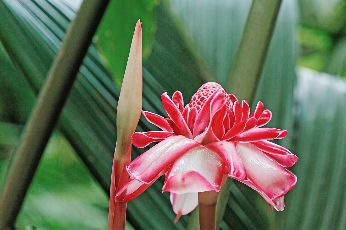 Blossom of torch ginger, La Reunion, Indian Ocean