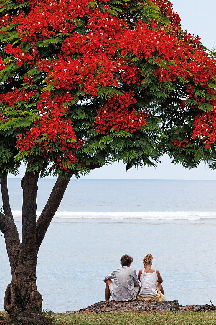 Paar sitzt unter einem Flammenbaum, Flamboyant, Saint Leu, La Reunion, Indischer Ozean