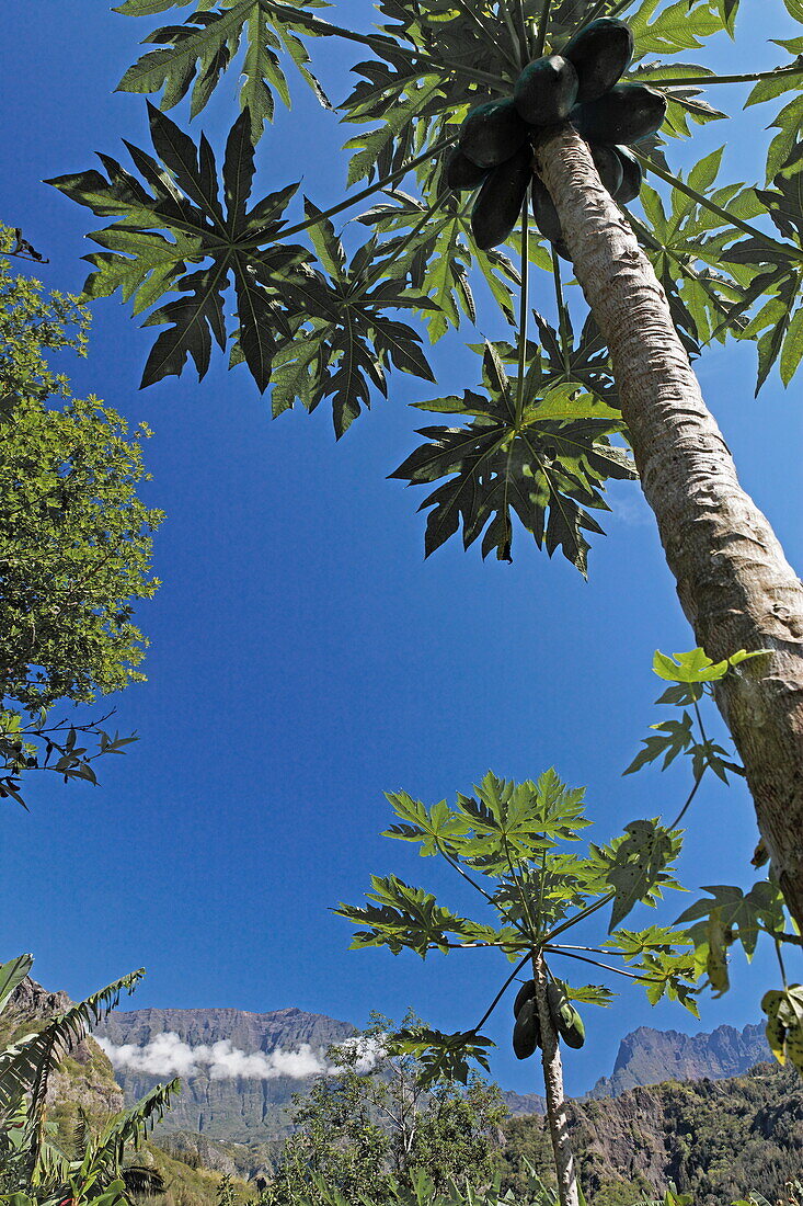 Papaya tree and Piton des Neiges in Cirque de Cilaos, La Reunion, Indian Ocean