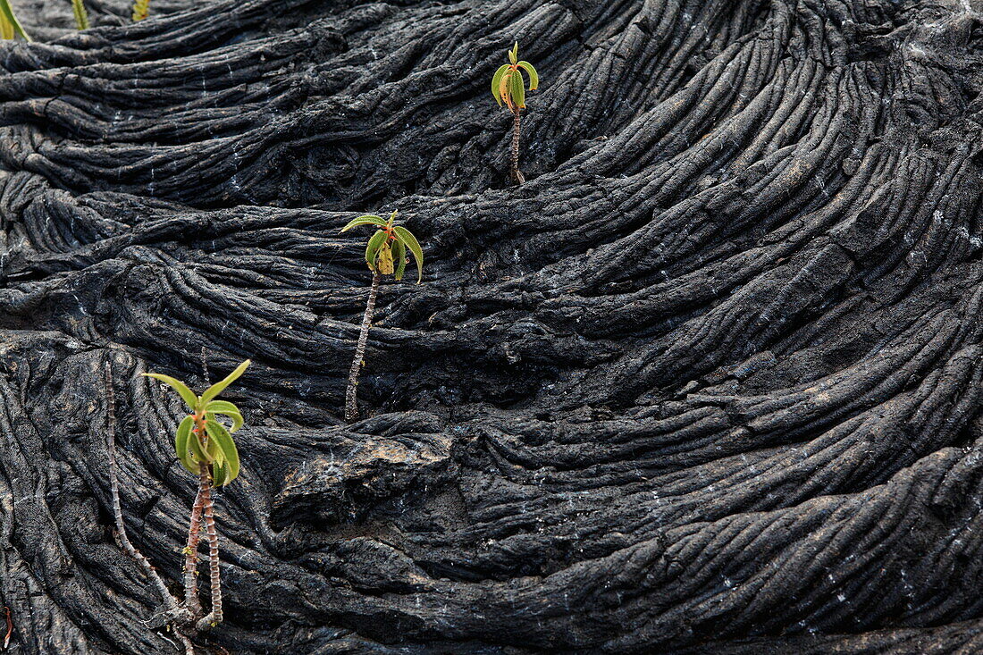 Formation of Lava with sprouts at Piton de la Fournaise, La Reunion, Indian Ocean