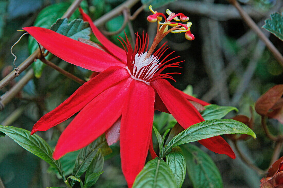 Blossom of a passion flower, La Reunion, Indian Ocean