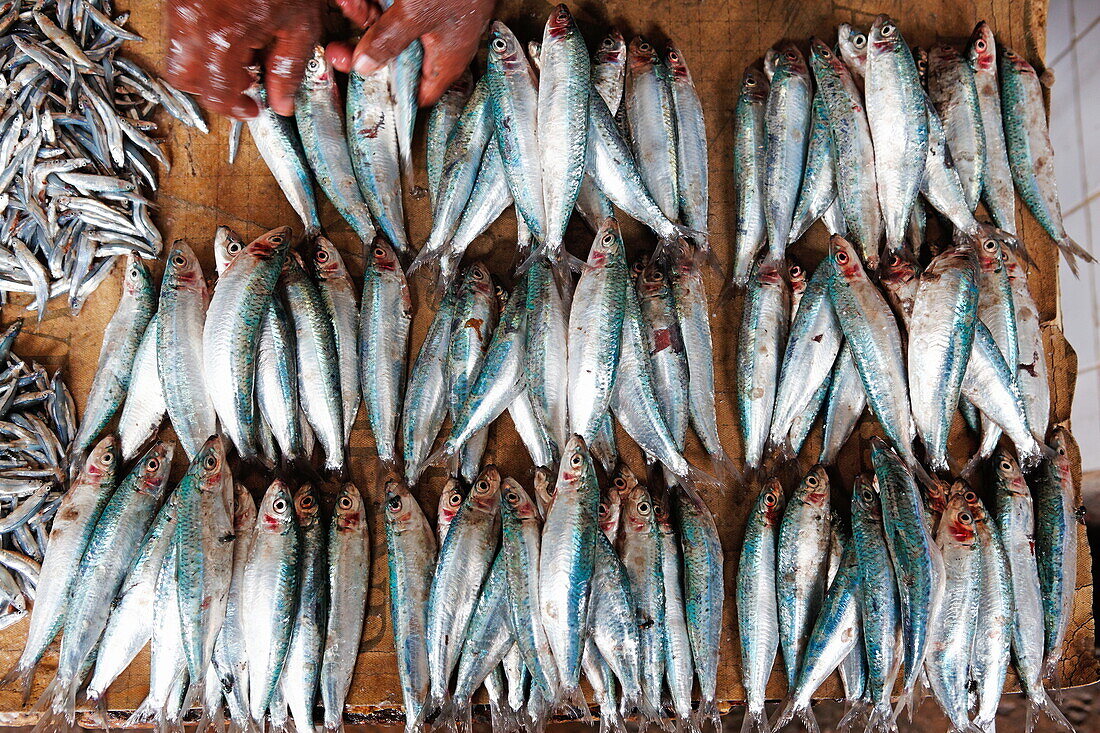 Fish monger with fishes at Darajani Market, Stonetown, Zanzibar City, Zanzibar, Tanzania, Africa