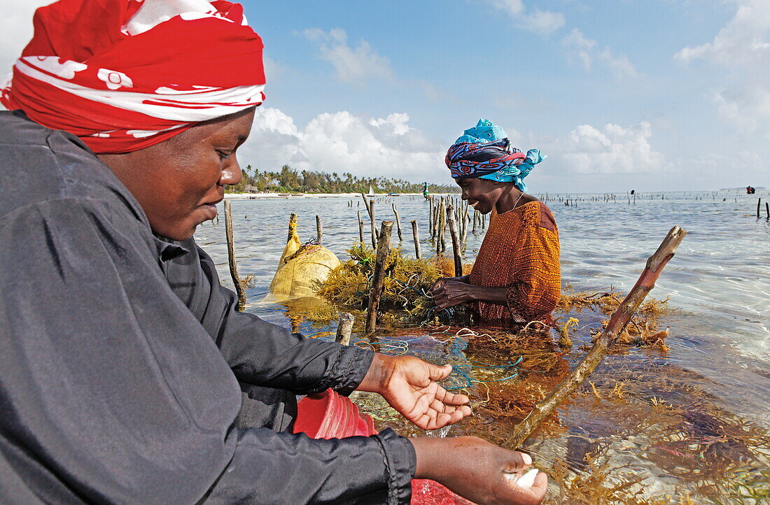 Arbeiterinnen in einer Meeresalgenfarm, Matemwe, Sansibar, Tansania, Afrika