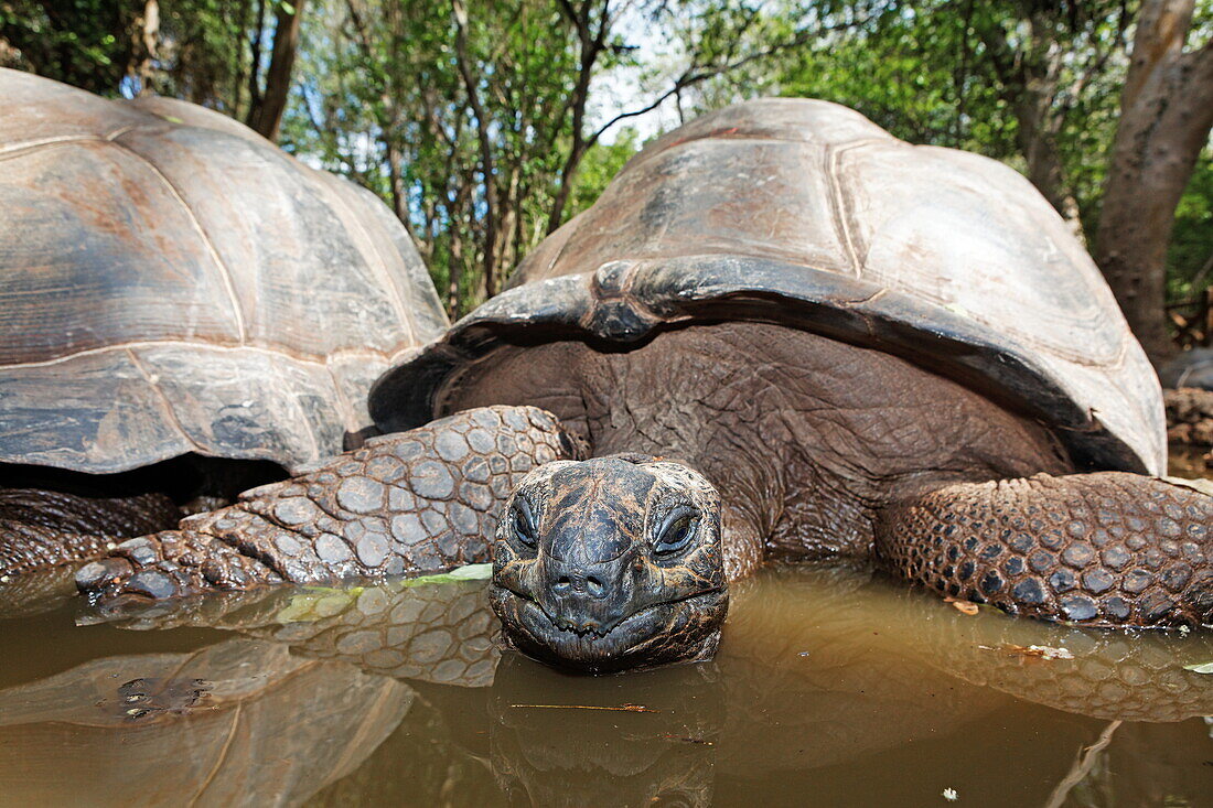 Giant turtles at giant turtle sanctuary, Changu Island, Prison Island, Zanzibar, Tanzania, Africa