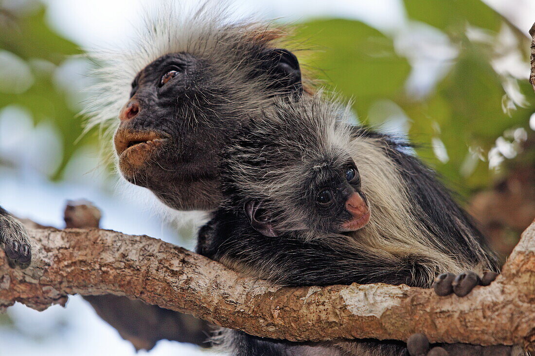 Zanzibar Red Colobus on a tree at Jozani Forest, Zanzibar, Tanzania, Africa