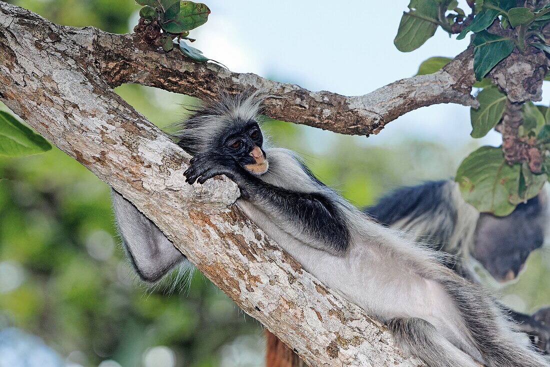 Zanzibar Red Colobus on a tree at Jozani Forest, Zanzibar, Tanzania, Africa