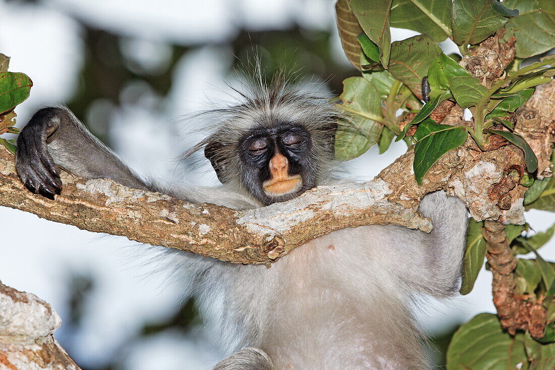 Zanzibar Red Colobus on a tree at Jozani Forest, Zanzibar, Tanzania, Africa