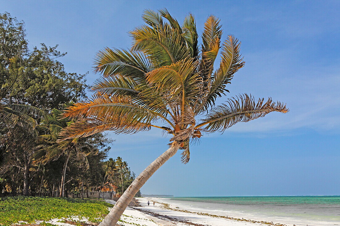 Strand, Dhau Inn Hotel, Paje, Zanzibar, Tanzania, Africa