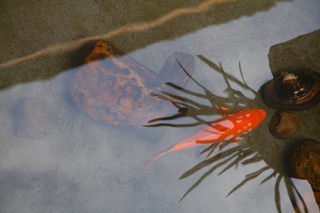 Koi Fish in a Pond, Beijing, China