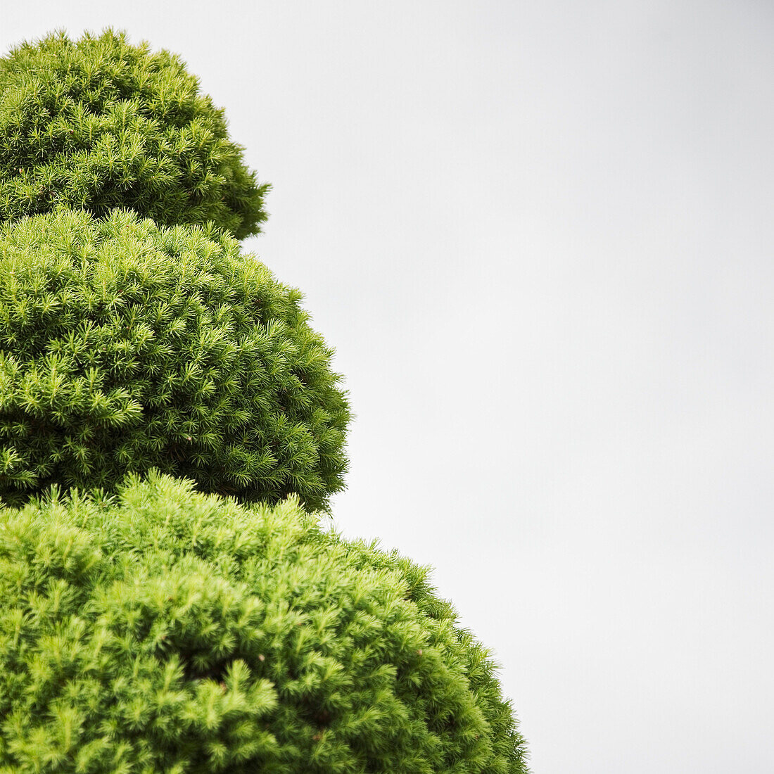 Evergreen Topiary, New Castle, Washington, USA